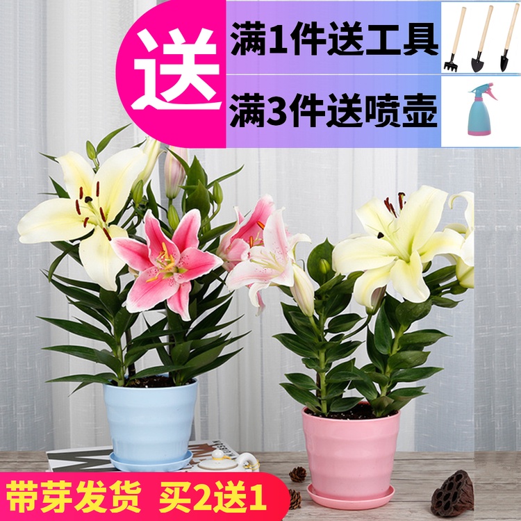 进口香水百合花种球带芽风信子盆栽水仙花室内四季重瓣水培花种子