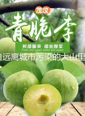 茂县汶川青脆李脱骨李现摘现发