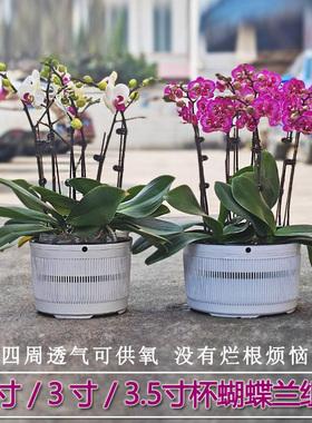 蝴蝶兰小盆栽拼组花盆圆形塑料洋兰定植花钵ins风连体可爱异形盆