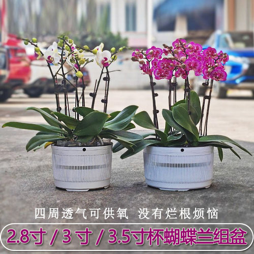 小盆绿植蝴蝶兰组合多孔简约花盆