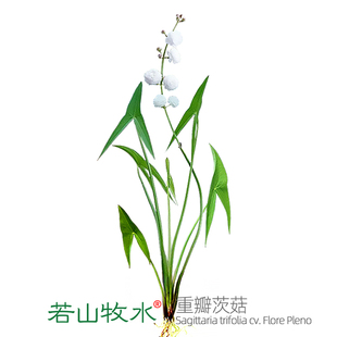 日本重瓣茨菇燕尾慈姑苗种球花水草水培古法水陆造景庭院观赏花卉