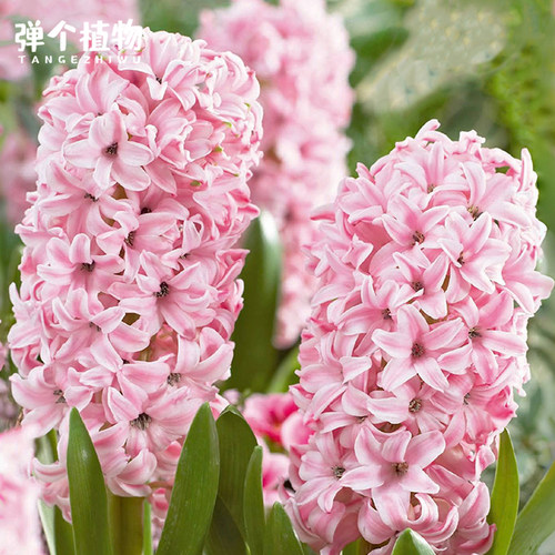 风信子种球荷兰进口土培水培阳台庭院地栽芳香易养现货