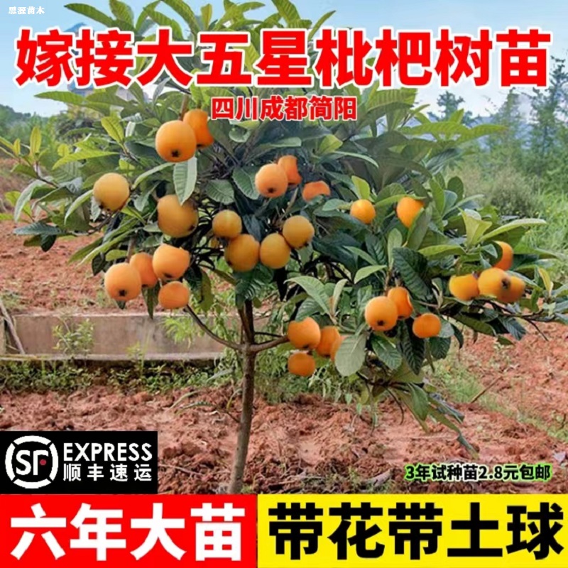 枇杷树苗嫁接大五星特大果无核砂糖白玉枇杷果树常绿庭院大树果苗