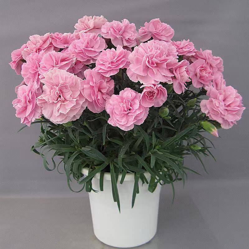 康乃馨盆栽带花苞大花四季开花室内阳台石竹花苗好养绿植花卉礼物