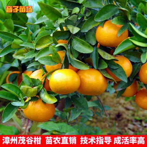 茂广西谷柑沃柑树苗果树苗柑橘苗