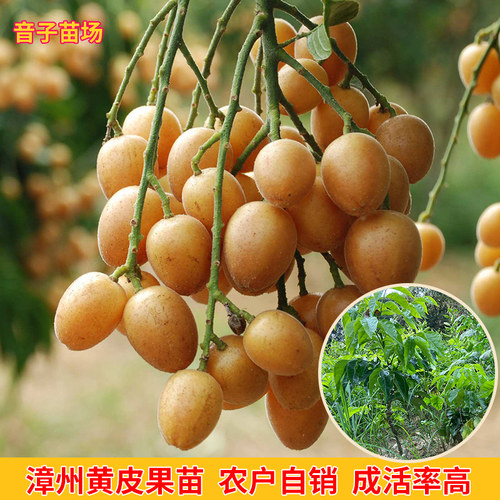 常绿嫁接苗黄皮果当年结果