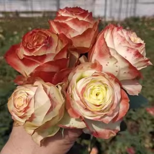 高杯阳台庭院勤花耐热花卉 中苗切花灌木月季 新品 冒险阿凡达月季