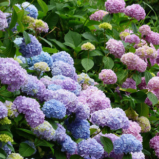 无尽夏 万花镜 花手鞠 爆米花绣球花苗盆栽八仙花阳台庭院花卉