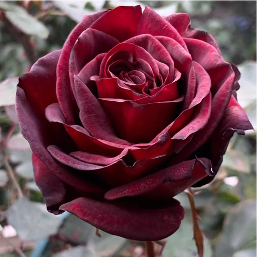 黑魔术中苗红色切花玫瑰月季