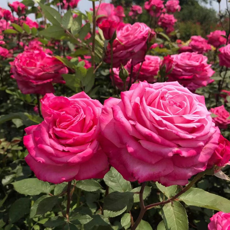 桃灼蓝天 中大苗扦插月季玫瑰多季开花勤花重瓣浓香国月大花灌木,鲜花速递/花卉仿真/绿植园艺,月季/蔷薇/玫瑰,淘宝优惠券,粉丝福利购,淘宝优惠卷