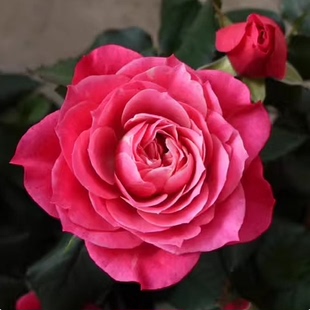 永远的马焦雷中苗大花灌木多头微月勤花玫瑰庭院阳台盆栽