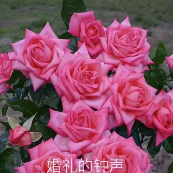 婚礼的钟声月季四季大花好养盆栽苗月季四季大花好养盆栽苗
