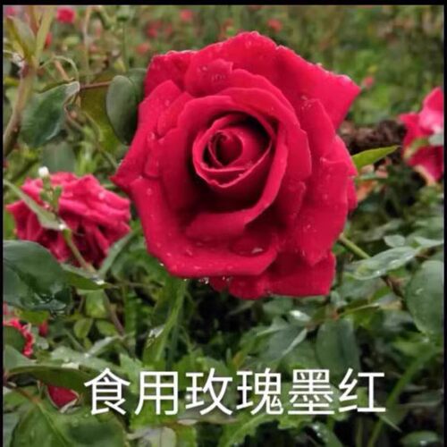春色满园月季园墨红可食用玫瑰
