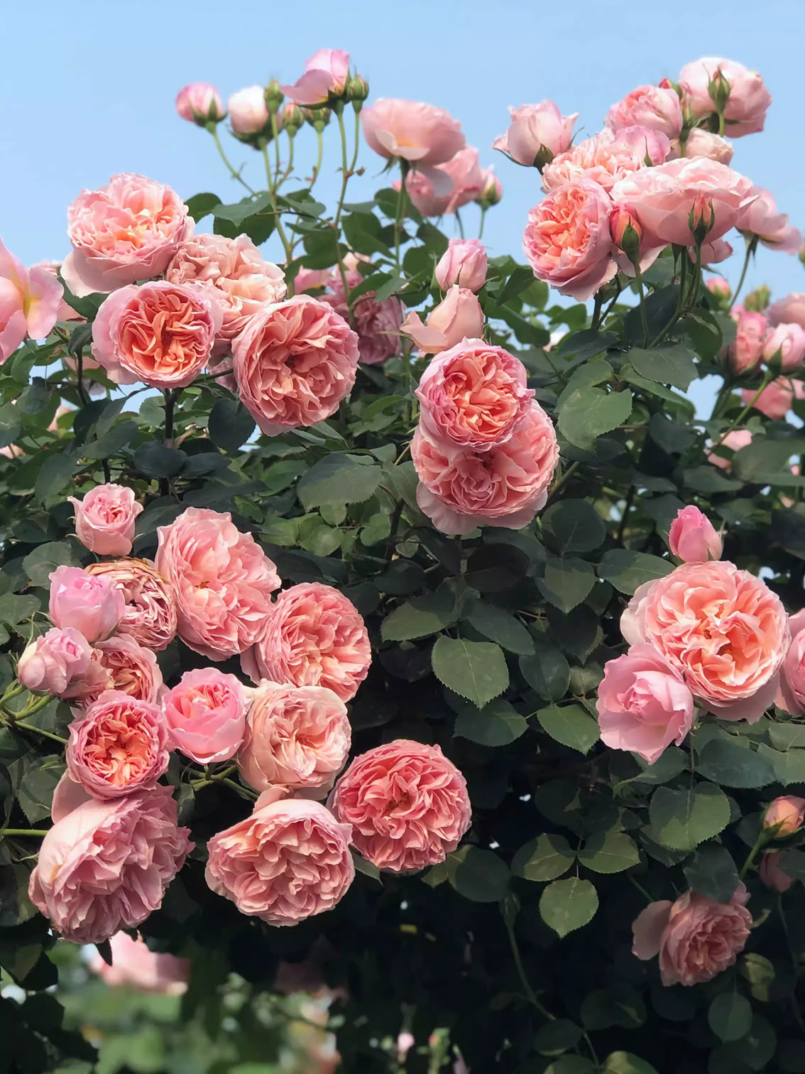 舍农索城堡女人小苗 扦插可藤可灌月季 浓香大花 超新品 露台庭院