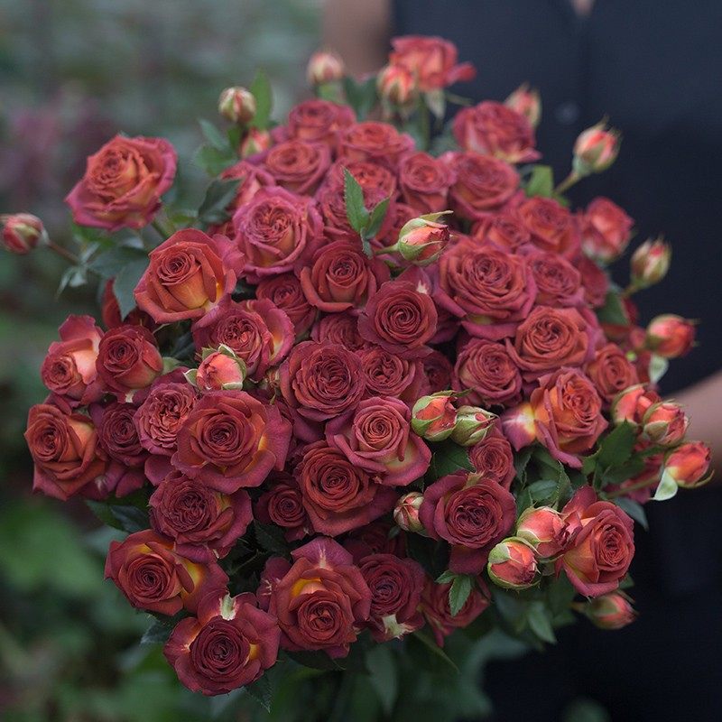 巧克力泡泡  多头切花月季 盆栽花苗阳台庭院多季节丰花复古玫瑰,鲜花速递/花卉仿真/绿植园艺,月季/蔷薇/玫瑰,淘宝优惠券,粉丝福利购,淘宝优惠卷