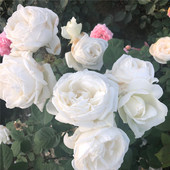 日本月季 大花 抗病性好 特别浓香 盆栽地栽花卉 直立 婚礼之路