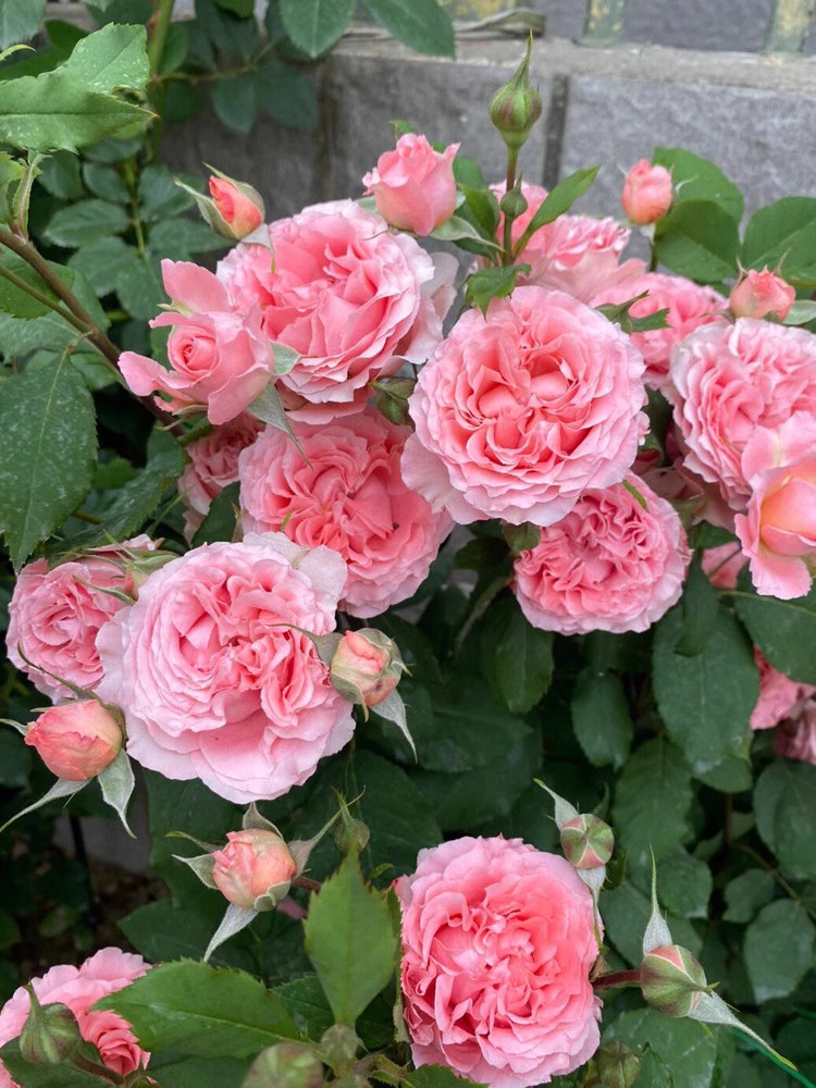 绿植大盆扦插栽好中苗珊瑚果冻