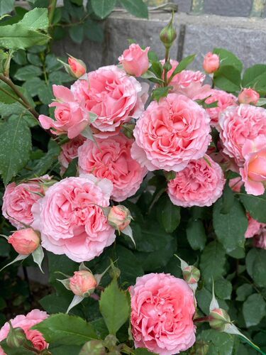 珊瑚果冻中大苗 扦插耐晒耐热长势好大花香欧月庭院阳台月季灌木