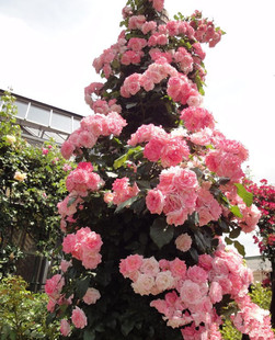 樱霞 日本藤本  抗病性极强  丰花 多季节开花 月季花苗
