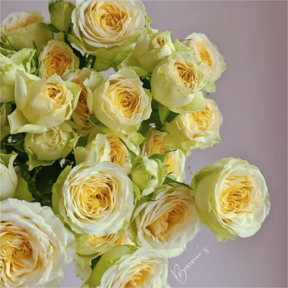 牛油果月季小苗春色满园