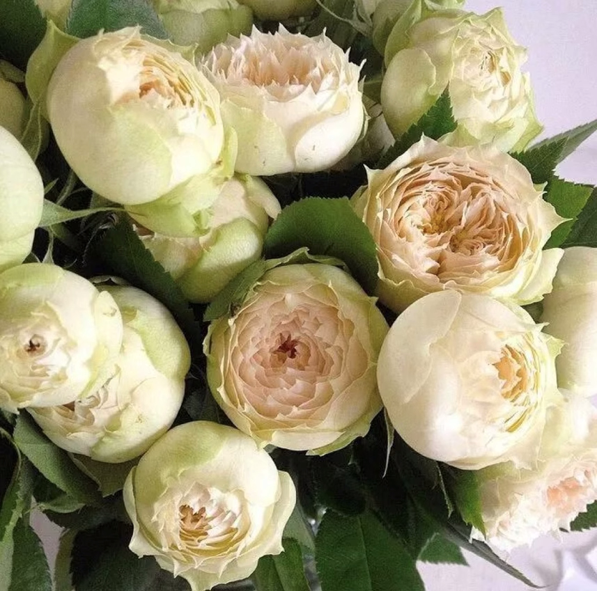 柠檬洛可可 四季勤花月季小苗 奶油黄多头切花玫瑰灌木抗寒耐热盆