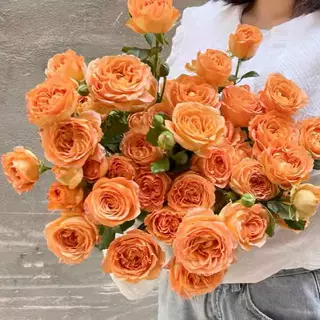 杏色蕾丝月季中苗春色满园