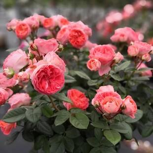 诺娃 开花机器 微型月季花小苗 庭院阳台盆栽地栽 花期长丰花勤花