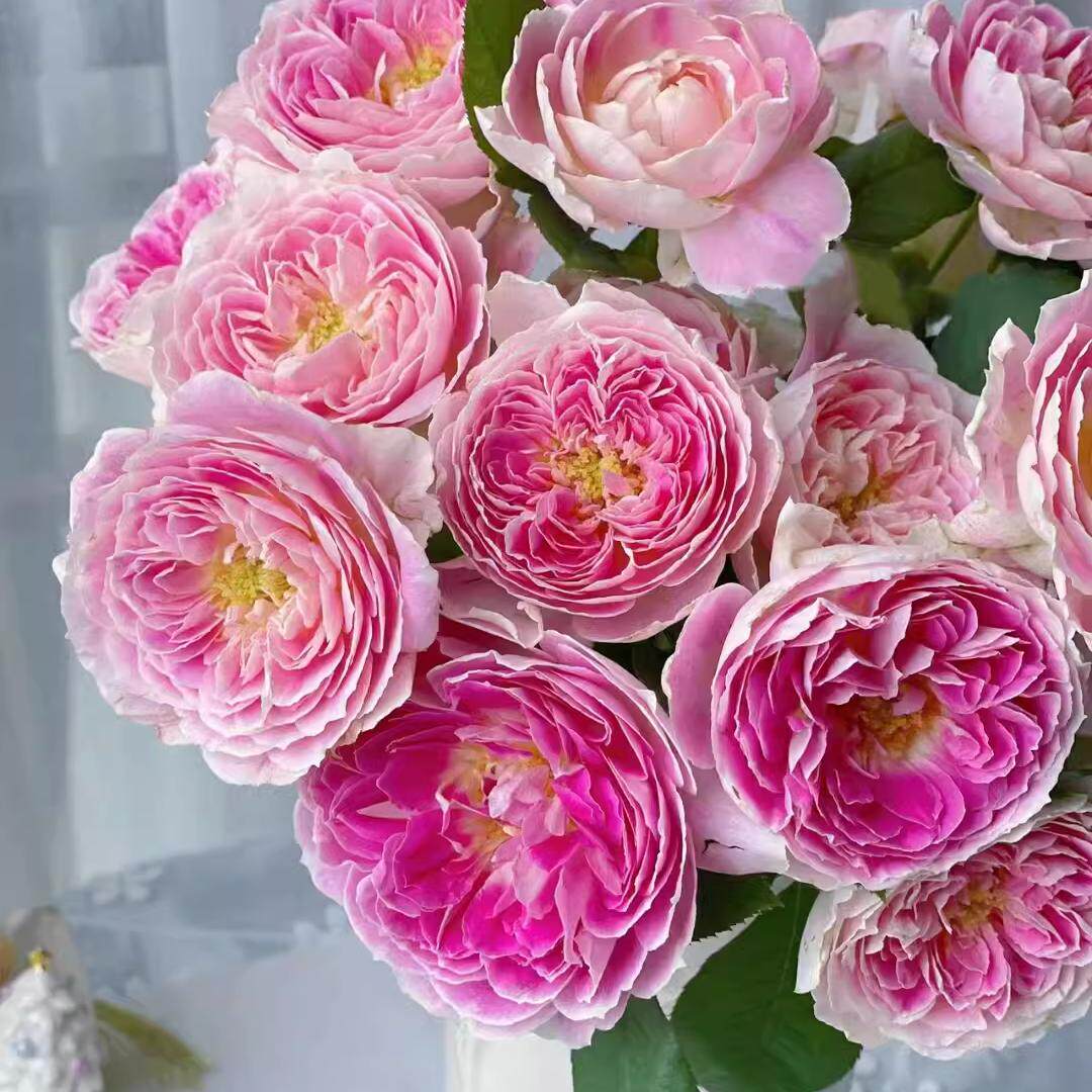 假日岛芍药-根西小苗 超新品灌木月季大花浓香抗病耐晒耐阴花卉苗