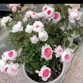 微月中苗 超级微月新品 多季 超微玛丽 节开花勤花多头 阳台庭院