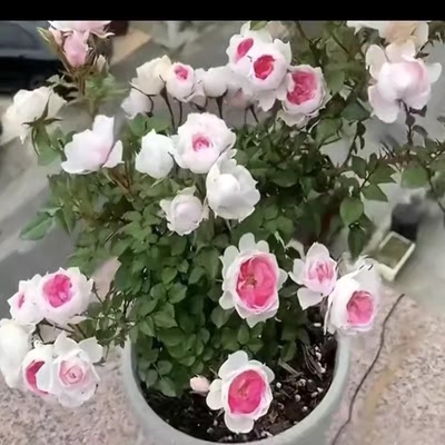 超微玛丽 微月中苗 超级微月新品多季节开花勤花多头 阳台庭院