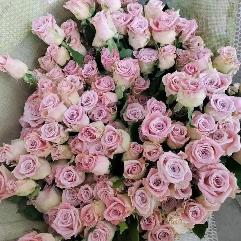 紫荔枝小苗勤花丰花云南切花