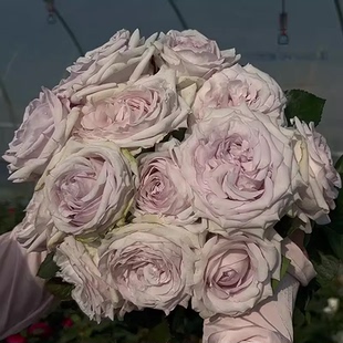 赏金之路/紫色布蒂小苗 超新品厄瓜多尔玫瑰大花切花月季多季开花