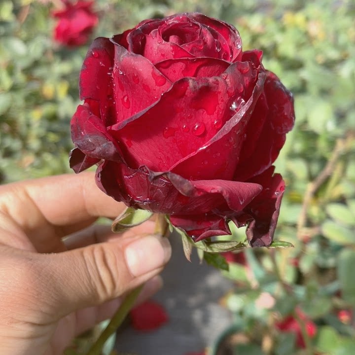 卡罗拉中苗 红色切花 花型杯状 抗病好月季花苗 种好盆栽包邮