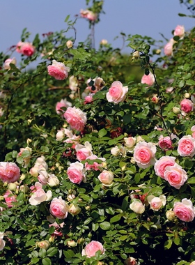 粉色龙沙宝石中苗 藤本月季 扦插栽好大盆绿植盆栽花卉庭院阳台