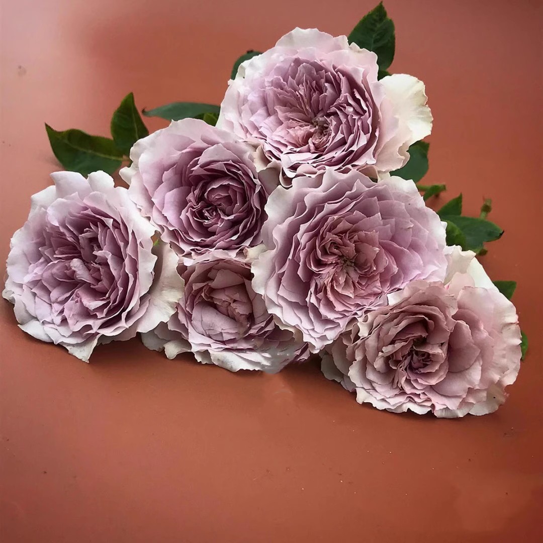 古董怀表中苗月季春色满园