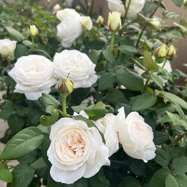 天鹅古董中苗春色满园月季