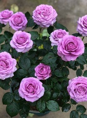 水星王新款净化空气阳台大花   淡紫色花苗  花微月灌木花卉月季