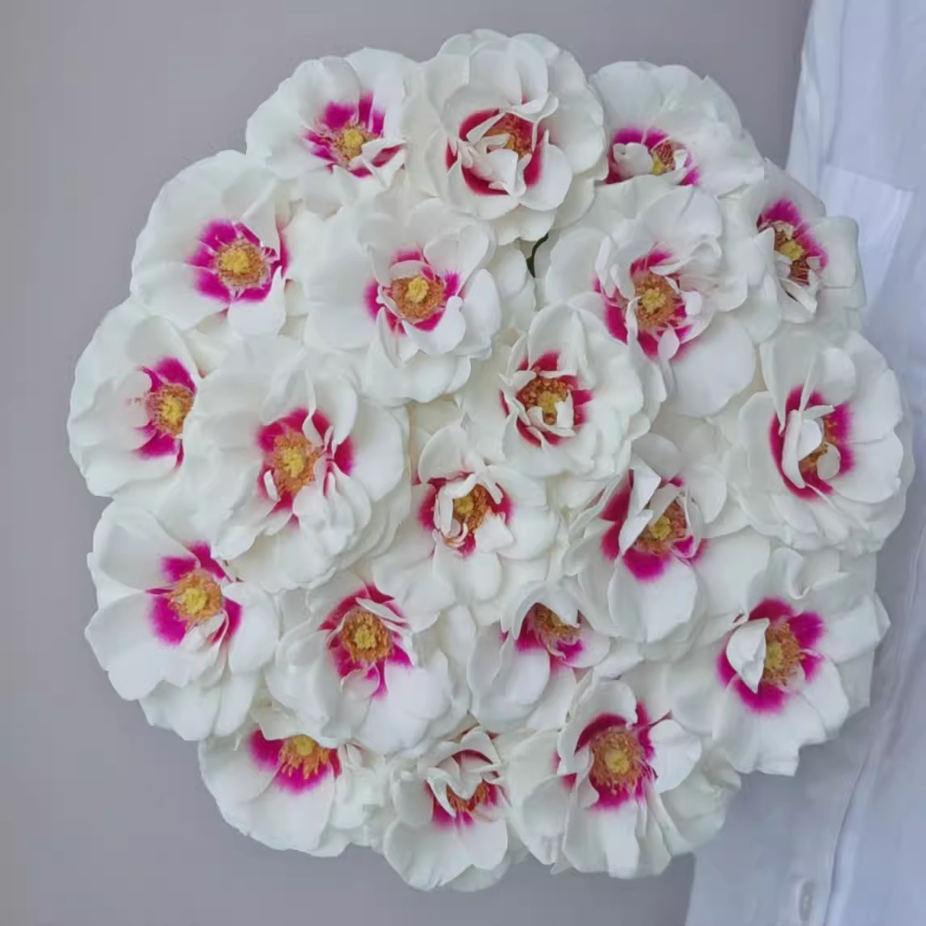 桥边之约 荷兰花园VIP双色玫瑰 中苗 阳台庭院花卉