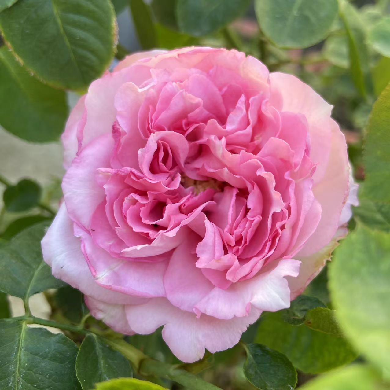 伊芙盲盒 粉色带盆中苗 浓香 月季 大花 阳台 盆栽