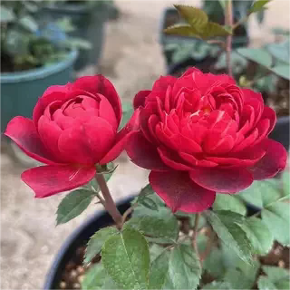 月季樱桃果汁小苗阳台月季 果汁阳台芽变新品