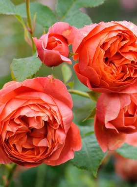 宋夏小苗 夏日之歌月季花苗 SummerSong奥斯汀玫瑰 灌木强香盆栽