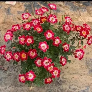 稀有品种小画家小苗   日本赤花微型月季 单瓣蔷薇有香味阳台绿植