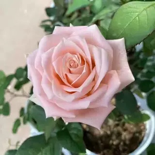 杏仁奶糖月季小苗灌木切花直立