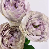 Rose切花月季 贝壳花瓶 小苗日本Art 耐晒花期长玫瑰花苗灌木