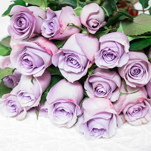 海洋之歌切花紫色多季开花