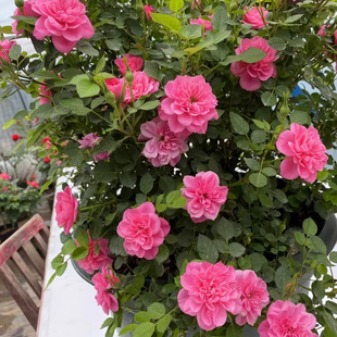 心上人月季扦插花苗阳台庭院盆栽微型丰花多季节开花颜色多变微月