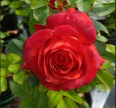 咖啡时间中苗 扦插抗病耐热月季 带盆阳台花期长玫瑰盆栽地栽