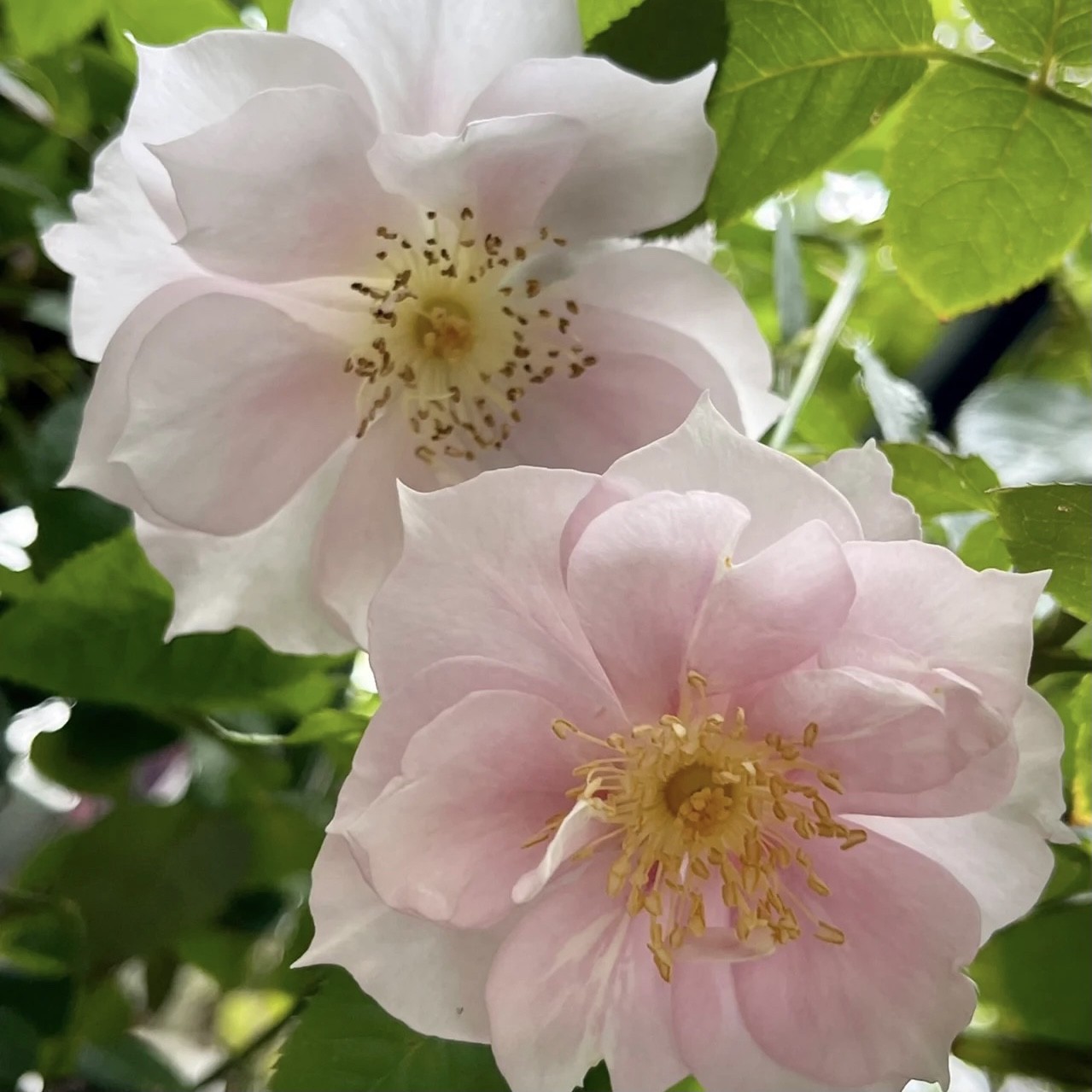 春色满园扦插月季抗病