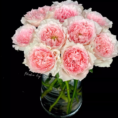 涌流中苗月季玫瑰超新品玫瑰扦插强香切花灌木