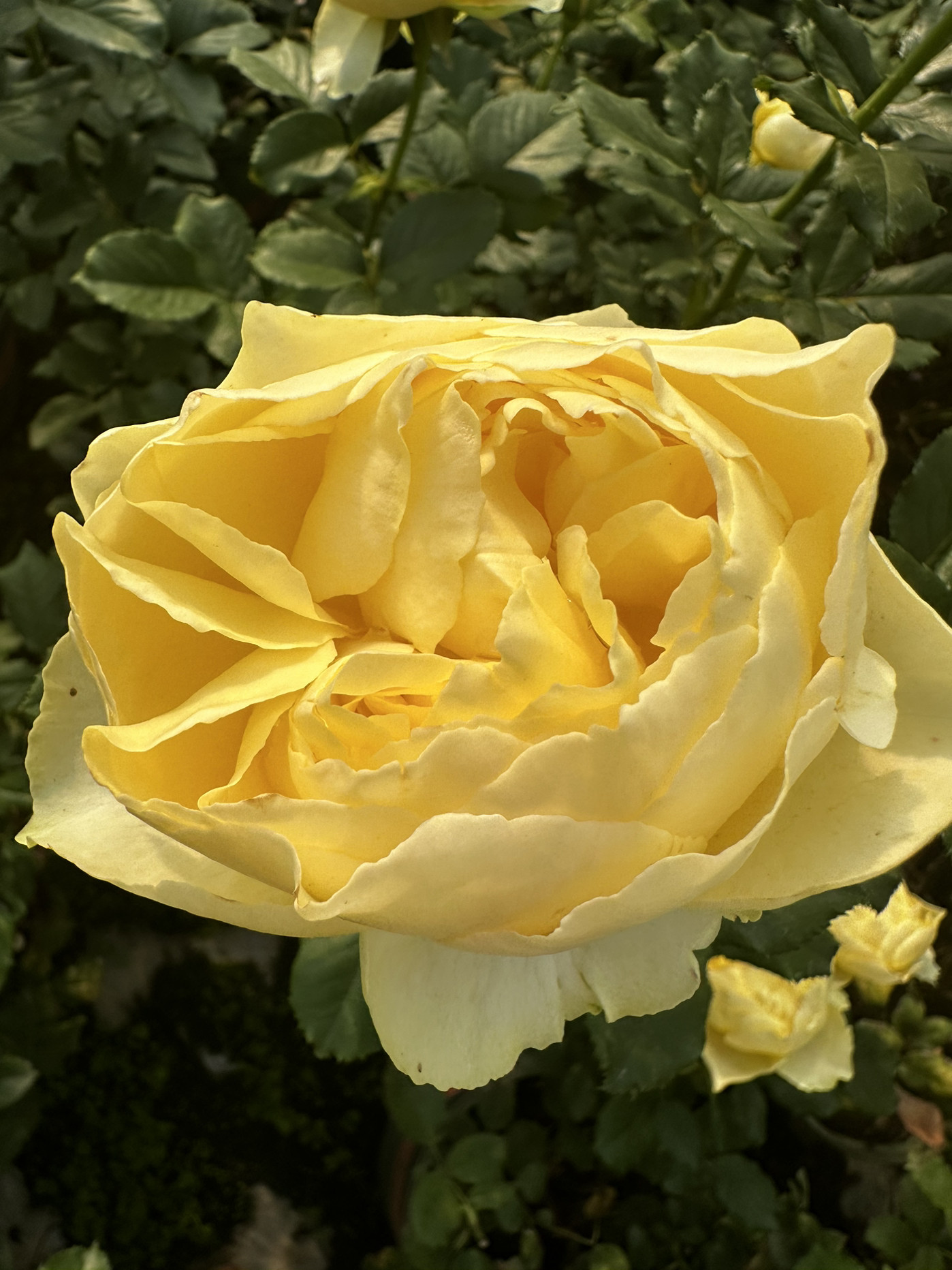 小黄鸡中苗 黄色杯型大花切花 灌木 阳台庭院盆栽月季花苗